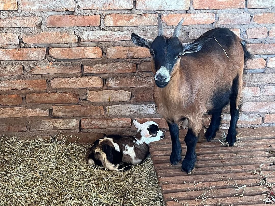 Foto do animal